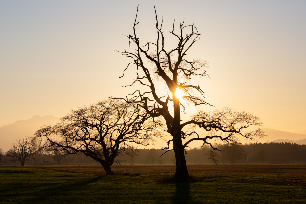 Lauteracherried im Jänner 90